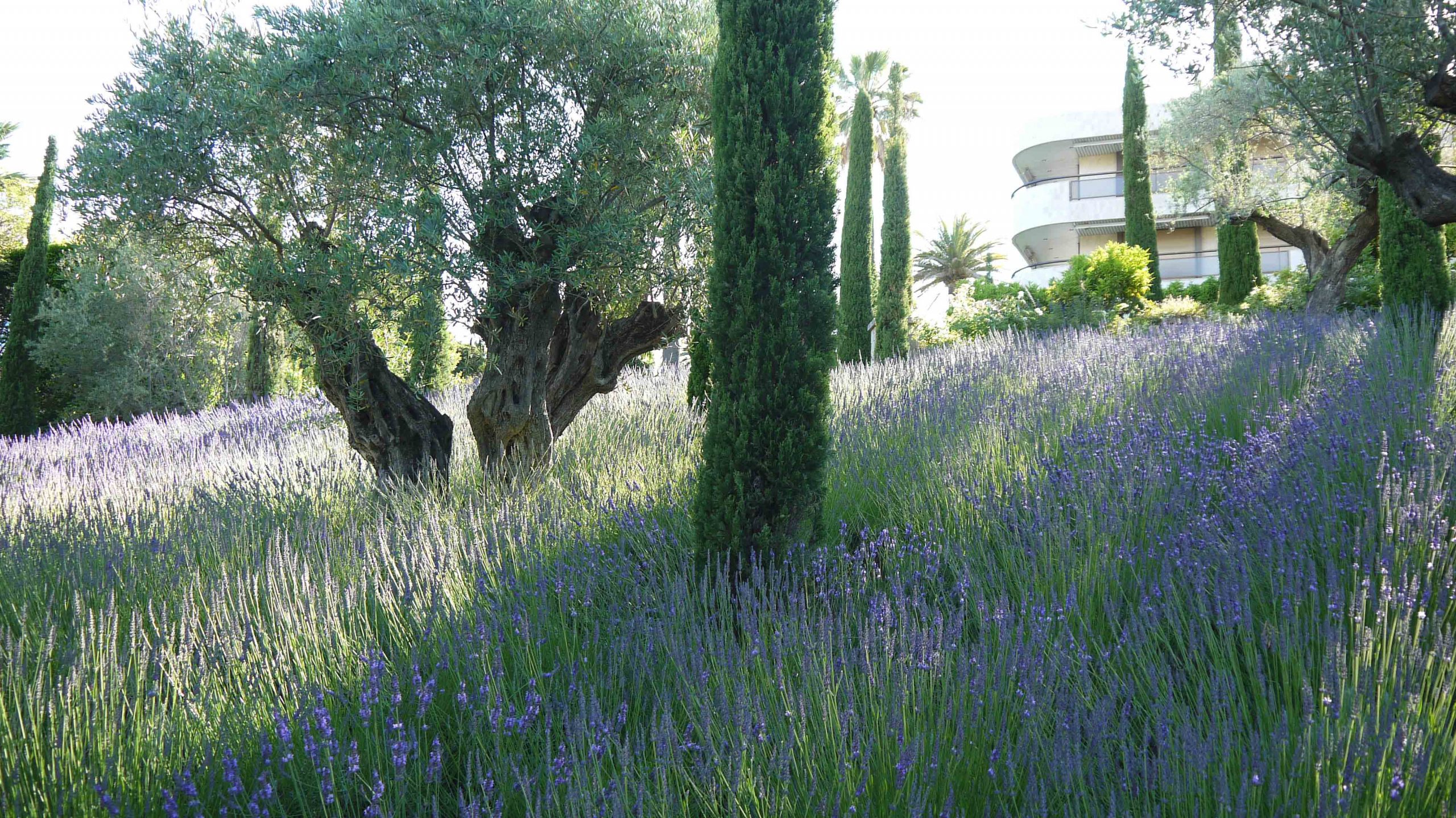 Il Paradisio Cannes