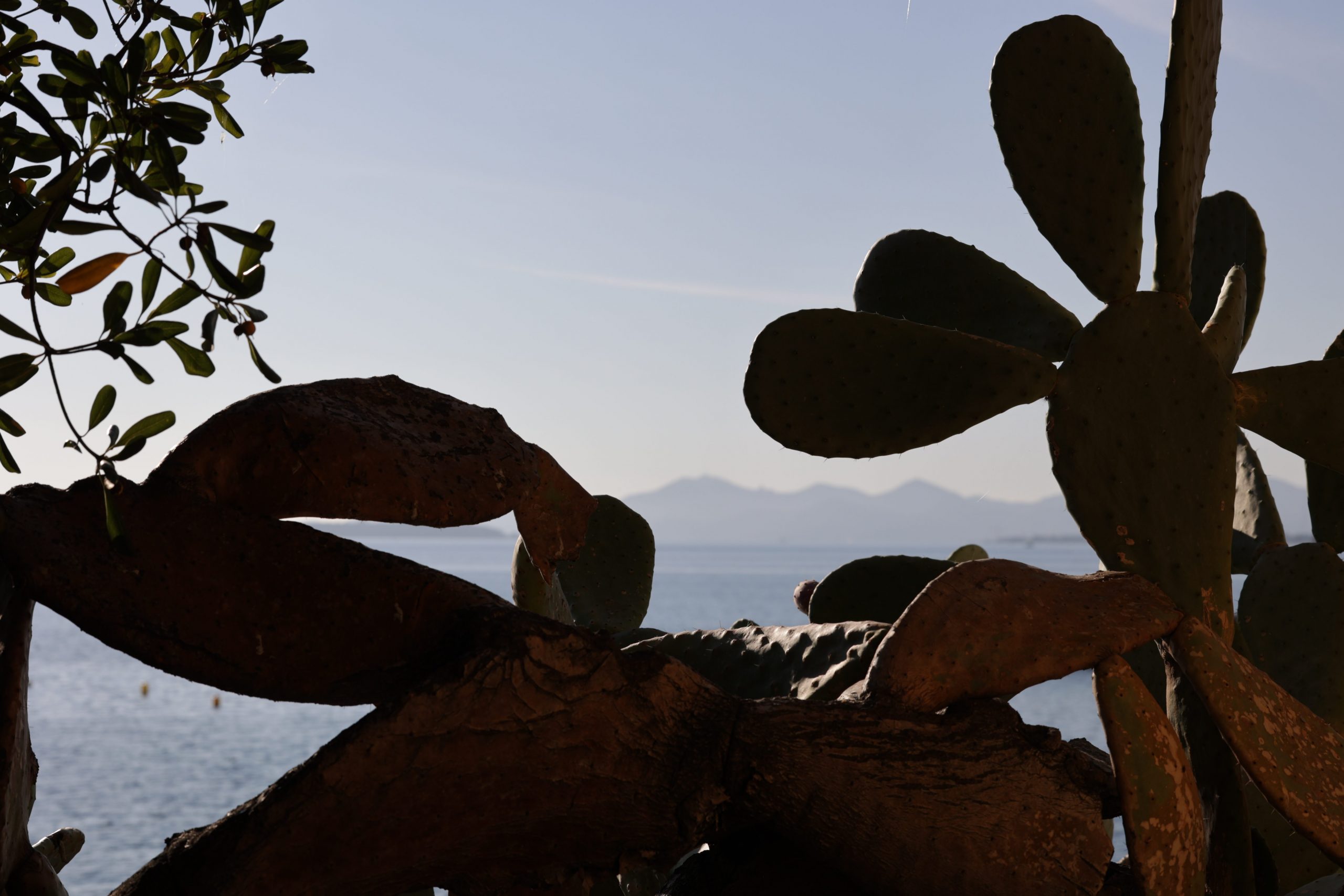 Jardin sous la Pinède Cap D'Antibes