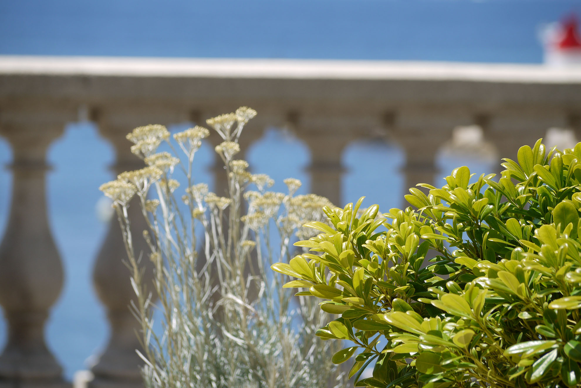 Jardin sous la Pinède Cap D'Antibes